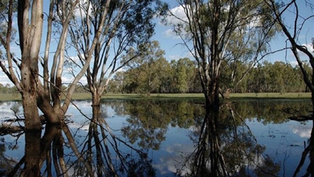 Barmah_National_Park_-1.png
