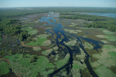 Barmah_National_Park_-2.png