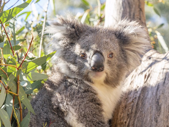 Kyabram_Fauna_Park_-_2.png